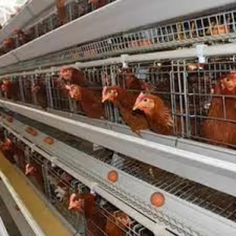   Tavuk kümesi Yeni Afrika A T - Farming Africa incelemesi ve fiyatı