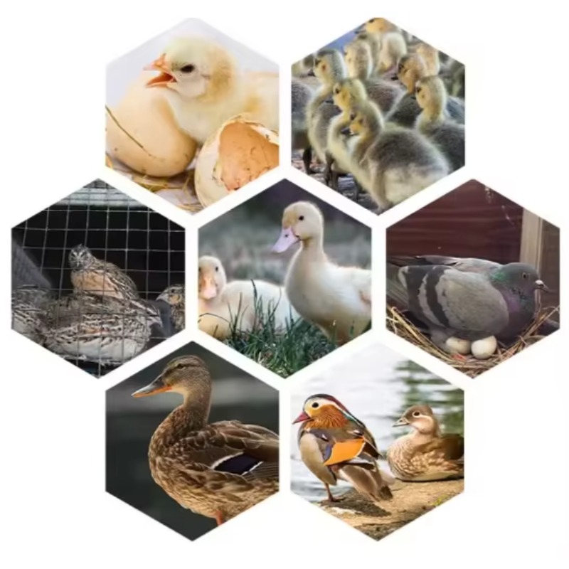 Kümes Hayvanları Yumurta Kuluç - Poultry Incubator incelemesi ve fiyatı